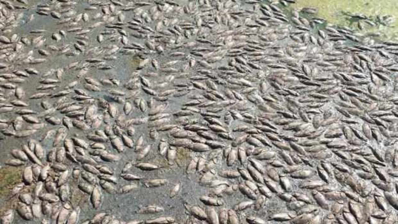 Mardin'de korkutan g&ouml;r&uuml;nt&uuml;! Binlerce balık telef oldu