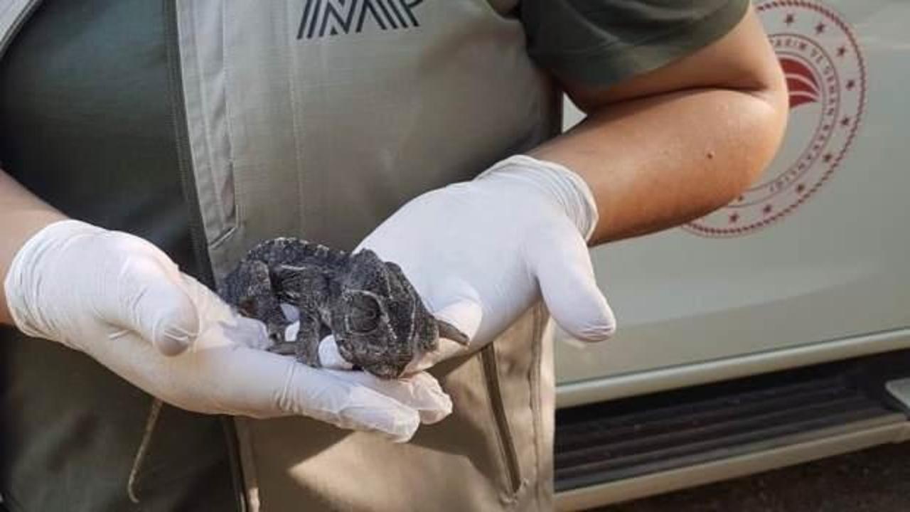 Muğla'da karayolu üzerinde bukalemun bulundu