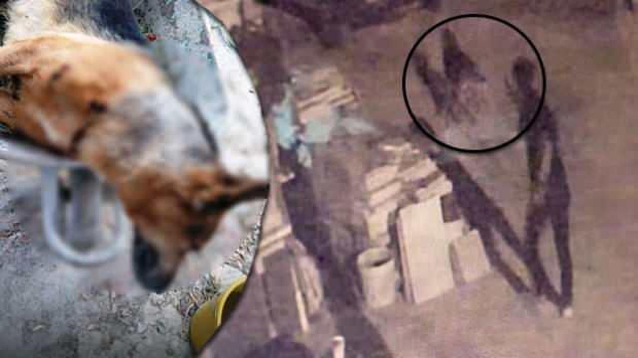 Tartıştığı arkadaşının ismini taşıyan k&ouml;peği vuran şahıs: "Şahinlerden birini vurdum"