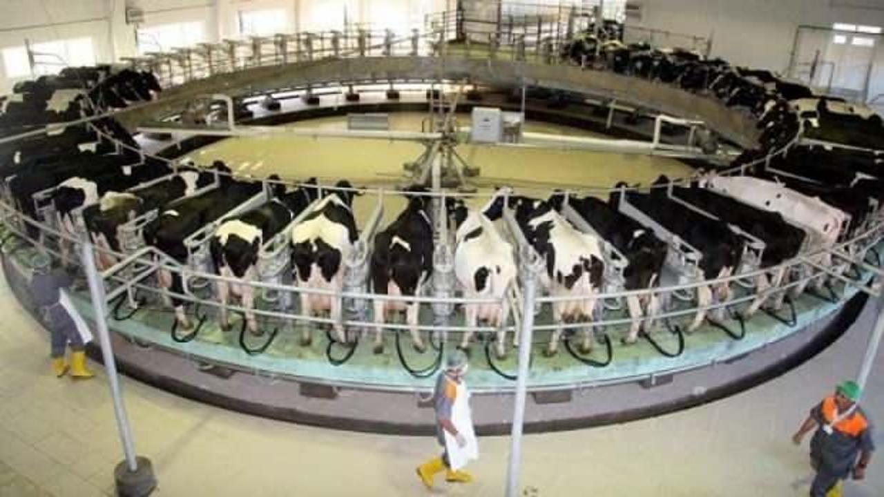 Ulusal Süt Konseyi: “Piyasada oluşan çiğ süt fiyatına müdahale yok!”