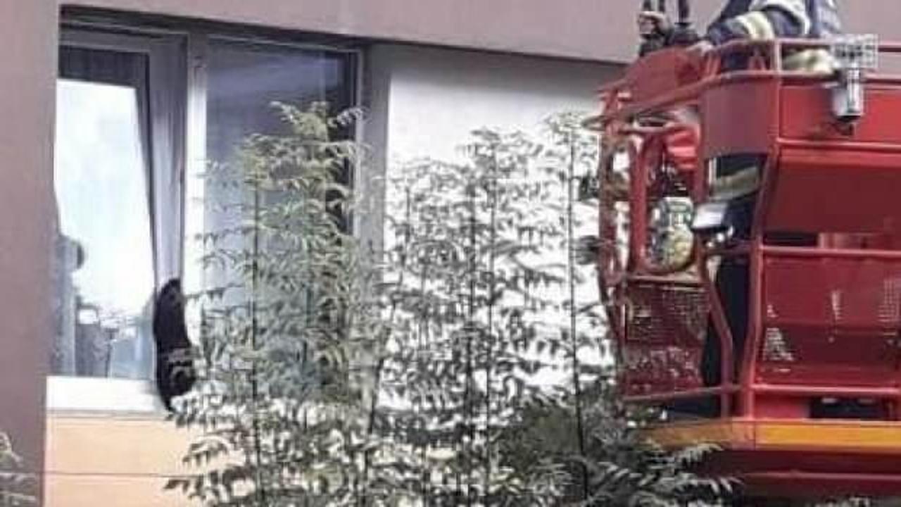 Yaşadığı evin penceresinde gece boyu sıkışıp kalan kedi &ouml;ld&uuml;