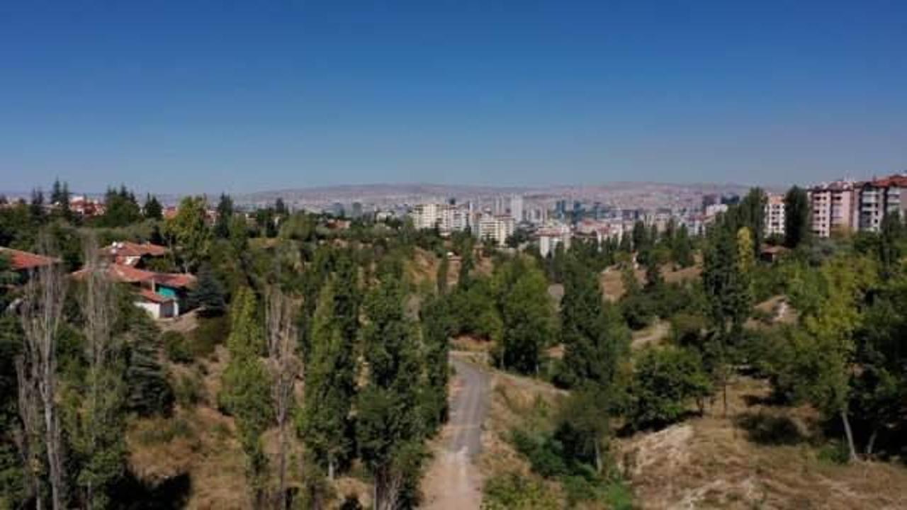 Yeşil sevdalıları suskun! Ankara'da ağaç katliamı önlendi