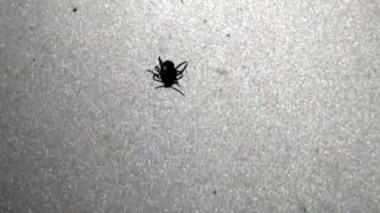 Yozgat&rsquo;ta kene paniği! Kent genelinde keneden &ouml;lenlerin sayısı 6&rsquo;ya y&uuml;kseldi