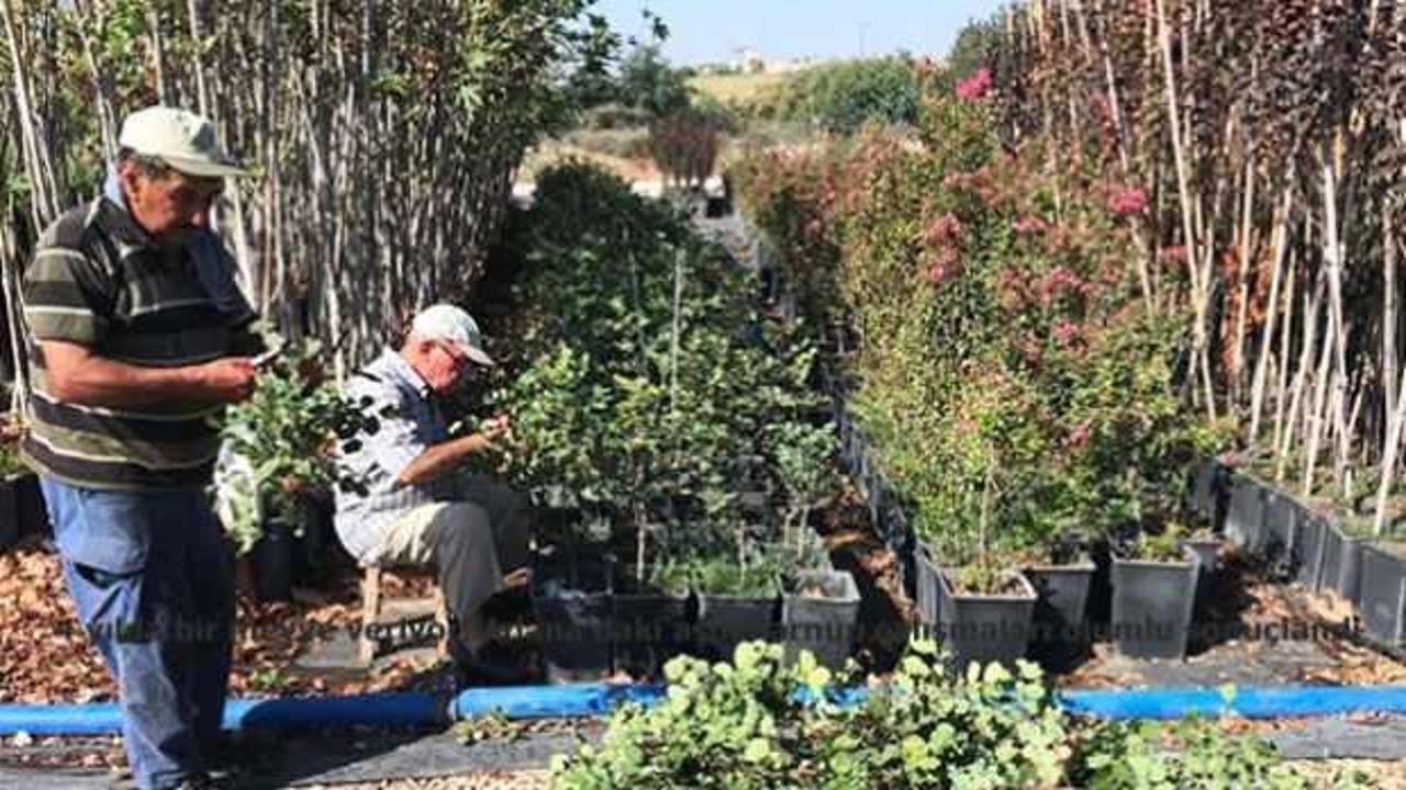3-4 yılda meyve veriyor! Adana'daki aşılı harnup &ccedil;alışmaları olumlu sonu&ccedil;landı