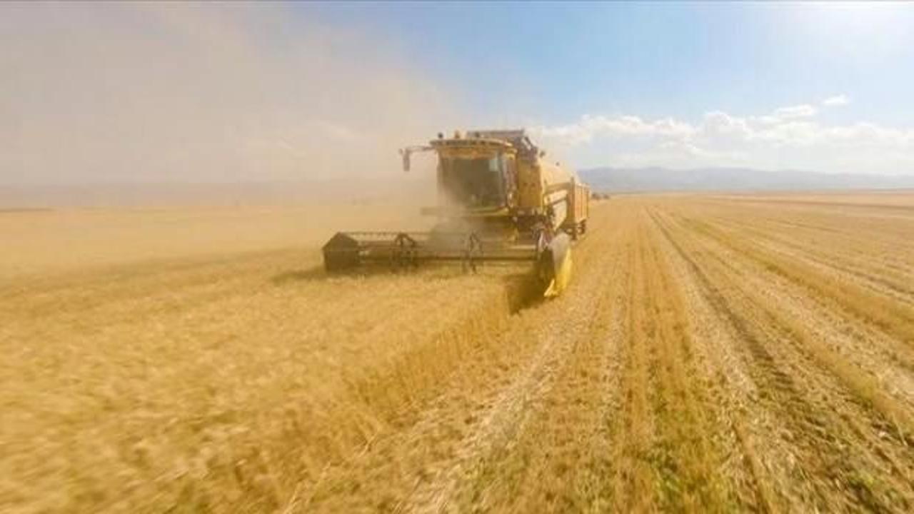 Buğday fiyatlarında 9 hafta sonra zirve