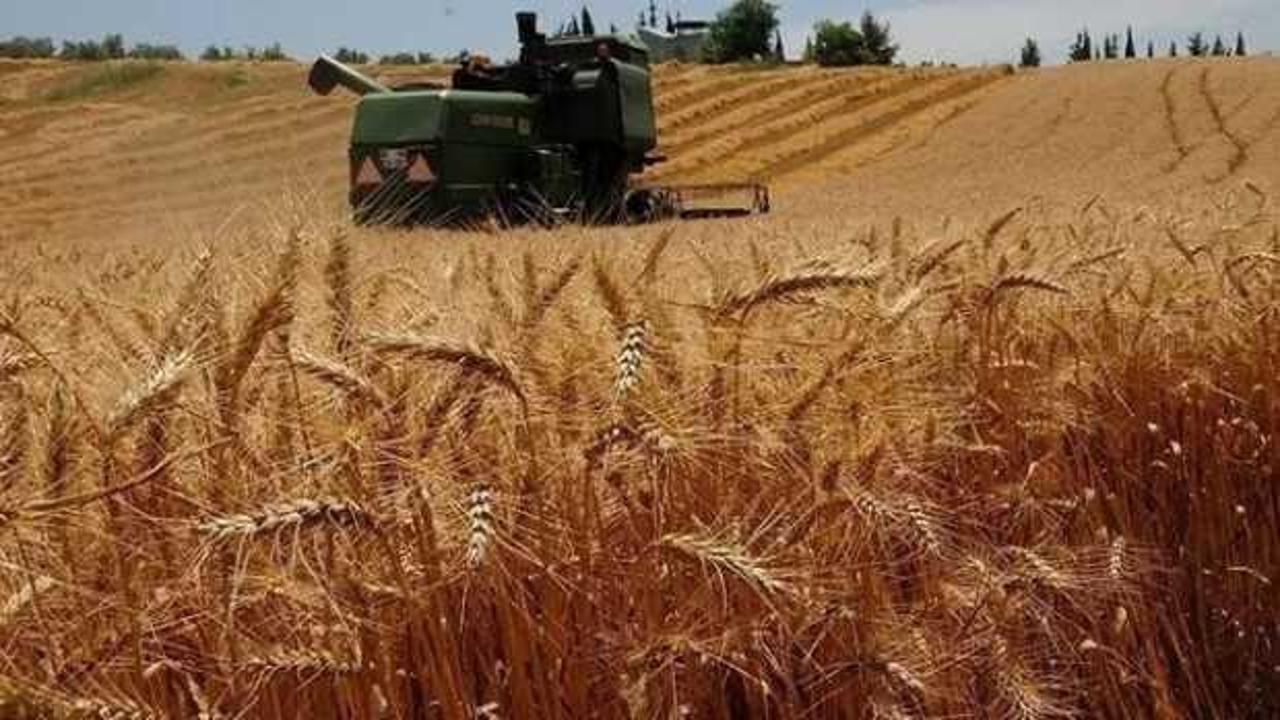 Buğday ve mısırda referandum endişesi