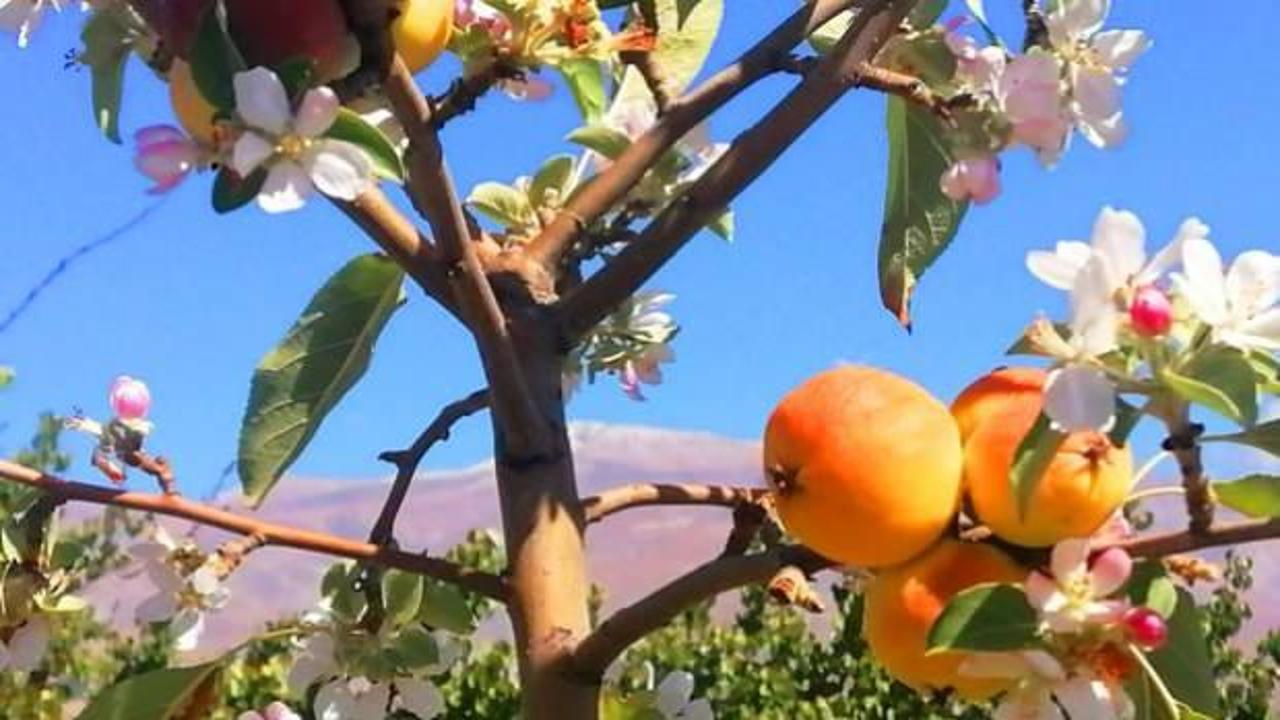 Erzincan&rsquo;da kar yağarken &ccedil;i&ccedil;ek a&ccedil;an elma ağacı g&ouml;renleri şaşırttı