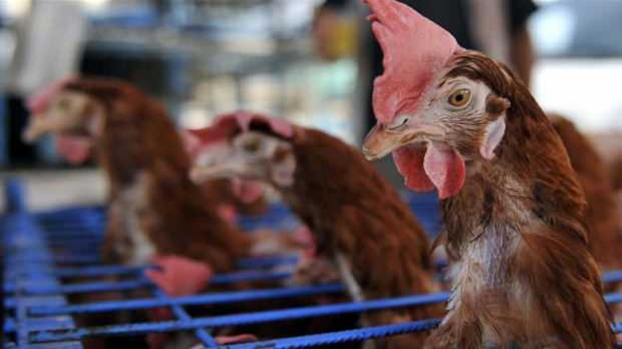 Fransa'da yüksek enerji fiyatları yerli tavuk yetiştiriciliğini vurdu