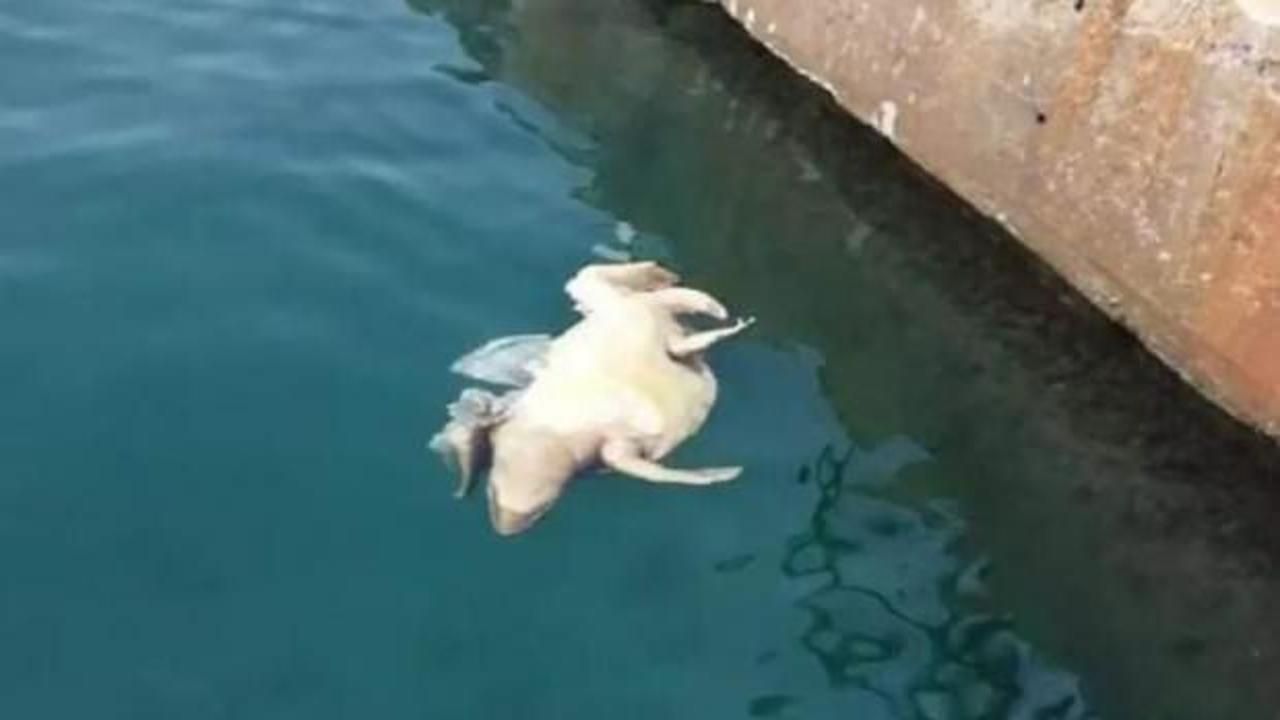 Koruma altındaki kaplumbağalar &ouml;l&uuml; halde kıyıya vurdu