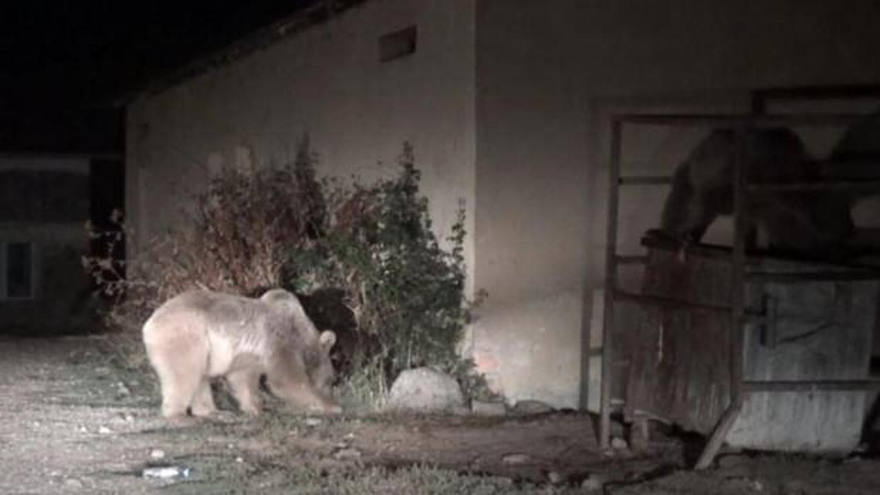 Tunceli'de a&ccedil; kalan boz ayılar mezbahaneyi mesken tuttu
