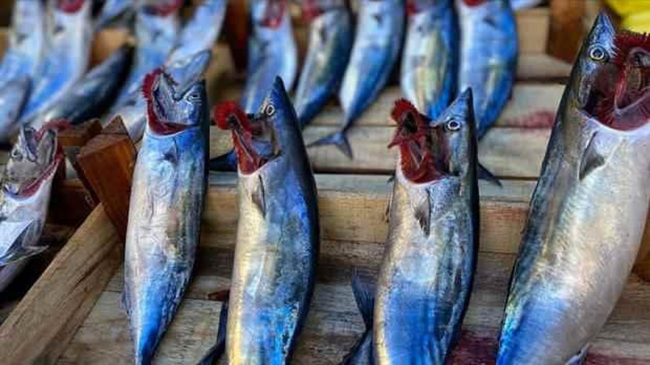 Zonguldak'ta yağış, balık fiyatlarını yükseltti