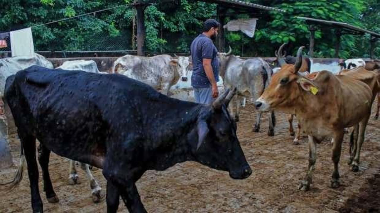Hindistan'da virüs faciası: 100 bin sığır telef oldu