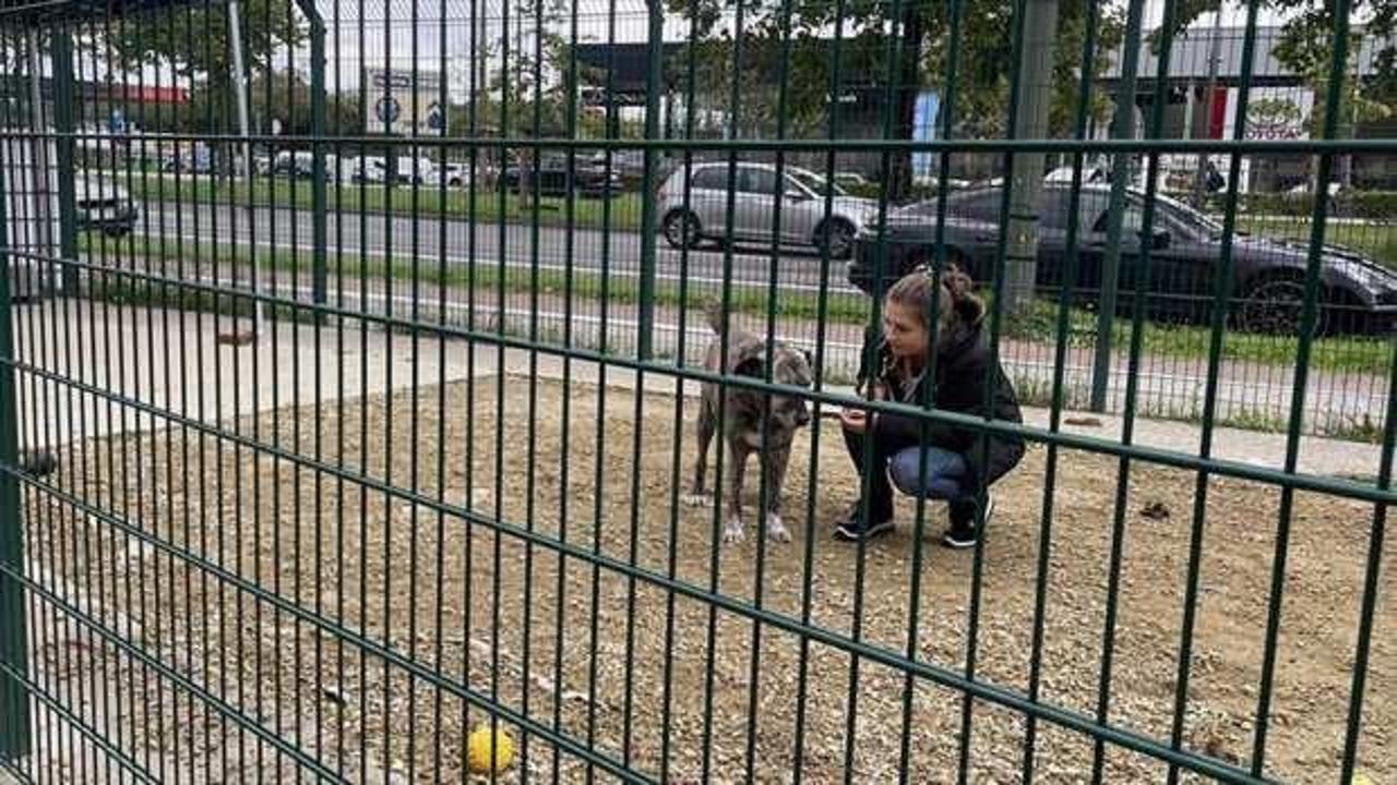 Belçika'da katı yasalar sayesinde sokaklarda başıboş hayvanlara rastlanmıyor