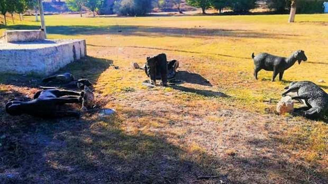 Denizli'de &ccedil;irkin saldırı! Asırlık yarışmanın simge heykellerini par&ccedil;aladılar