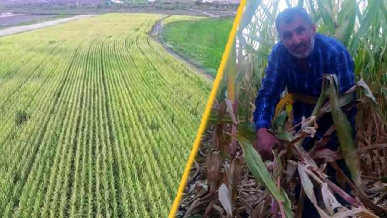 Domuzların tarlasını talan ettiği &ccedil;ift&ccedil;iye bir darbe de sigorta firmasından geldi