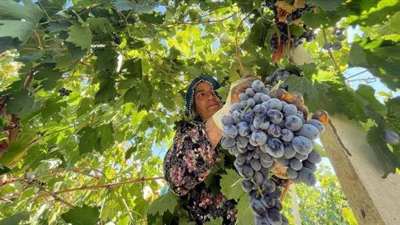 Elazığ'da yetiştirilen üzümde 81 bin ton rekolte bekleniyor