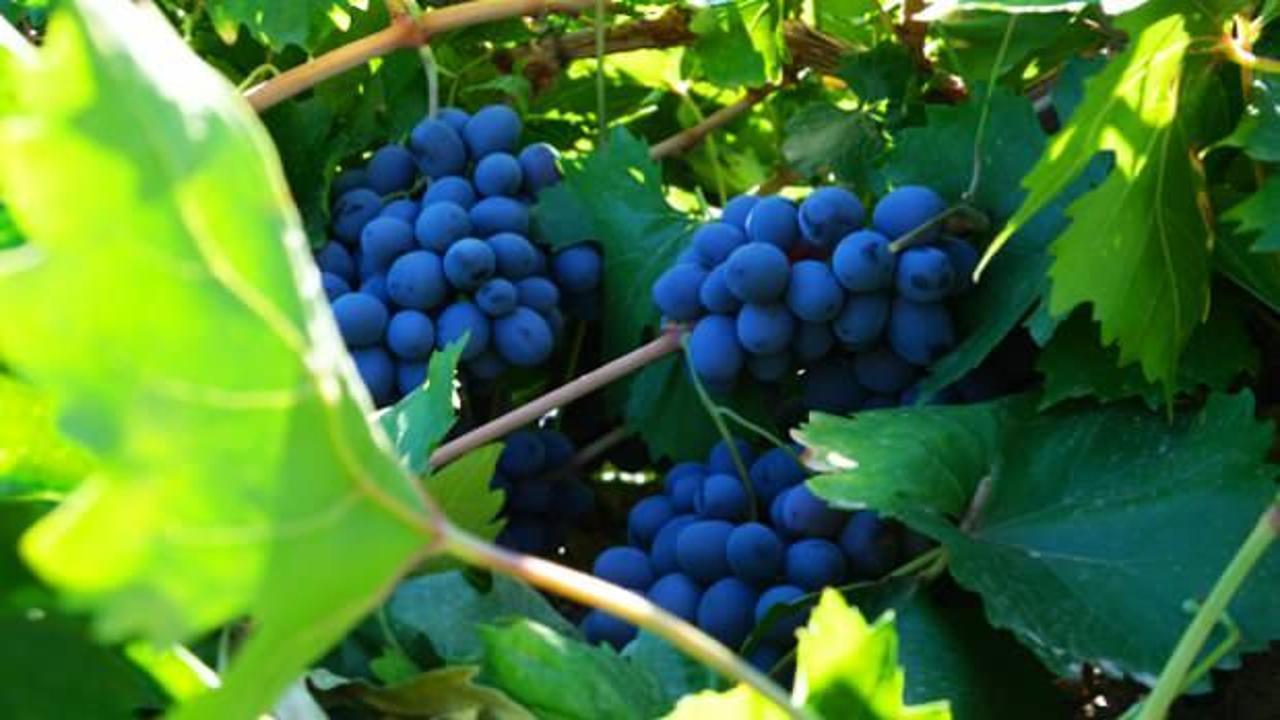 İki asırlık bağlarda tescilli lezzet! Erzican'da Cimin &uuml;z&uuml;m&uuml; hasadı s&uuml;r&uuml;yor