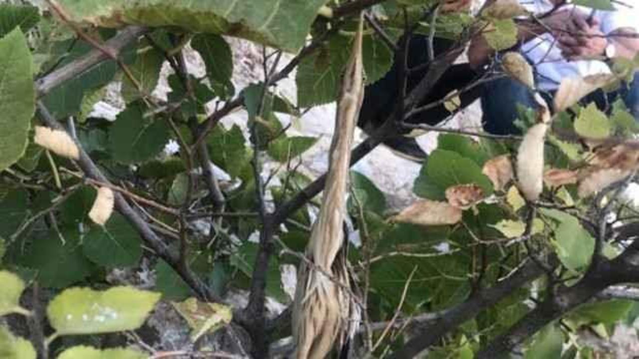 Ölü taklidi yapan kuş köylüler tarafından fark edildi