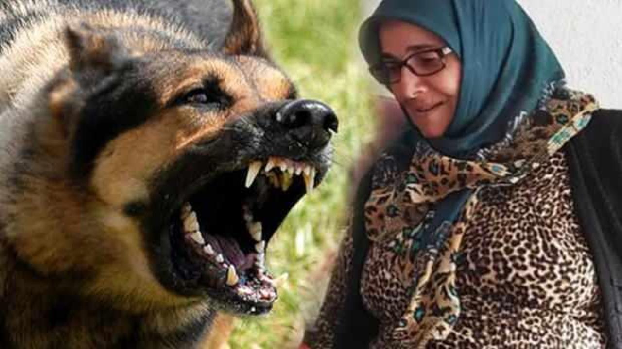 Karaman'da sokak k&ouml;peği dehşeti: Bir kadının boğazını par&ccedil;alayıp &ouml;ld&uuml;rd&uuml;