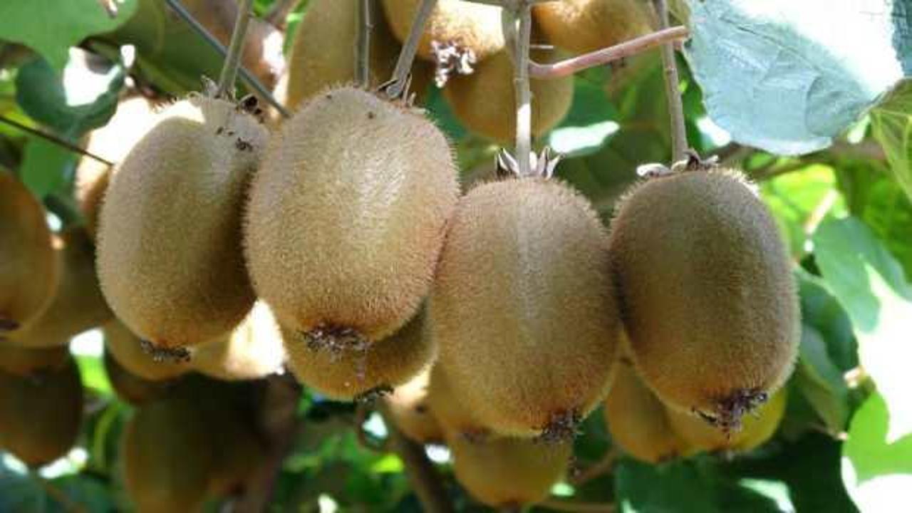 Ordu&rsquo;da kivi &uuml;reticileri yeni sezon fiyatından memnun değil