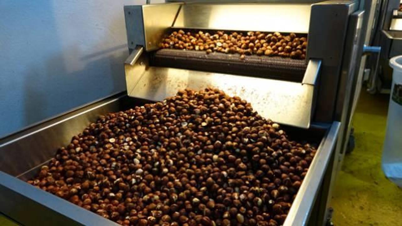 Ordu'da fındık kavurma tesisinde taleplere yetişemiyorlar