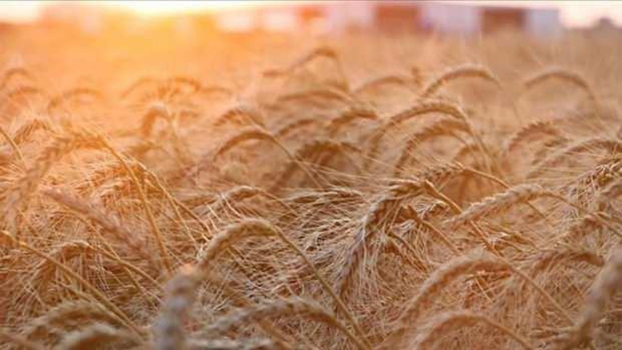 Rusya, ilhak edilen bölgelerden 5 milyon ton tahıl öngörüyor