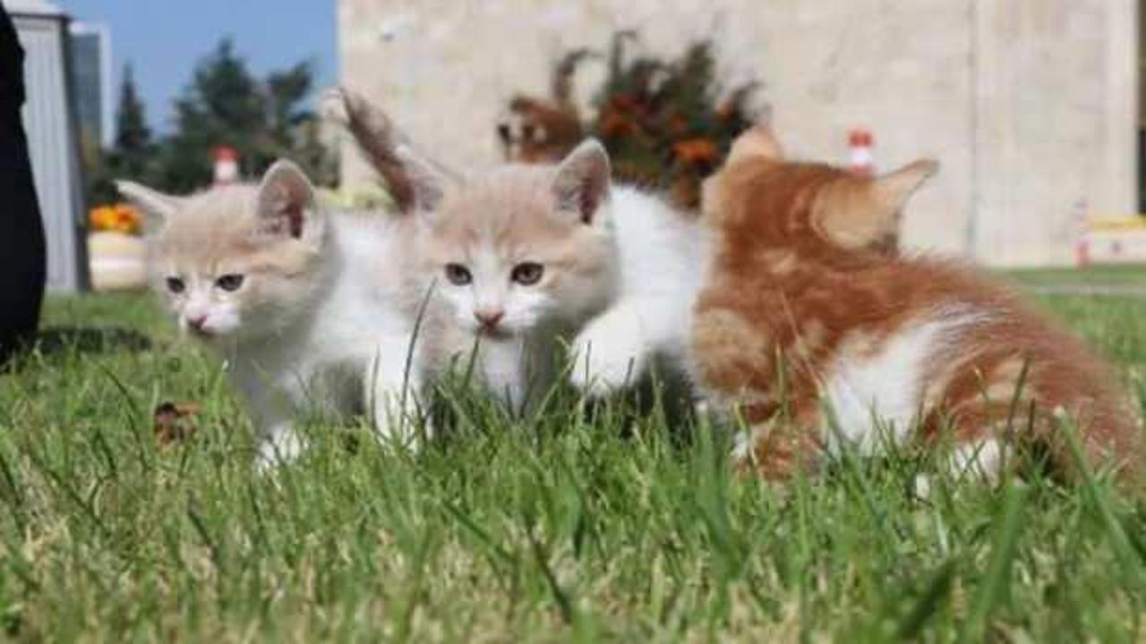 Şentop talimat verdi: Meclis 55 sokak kedisine "yuva" oldu