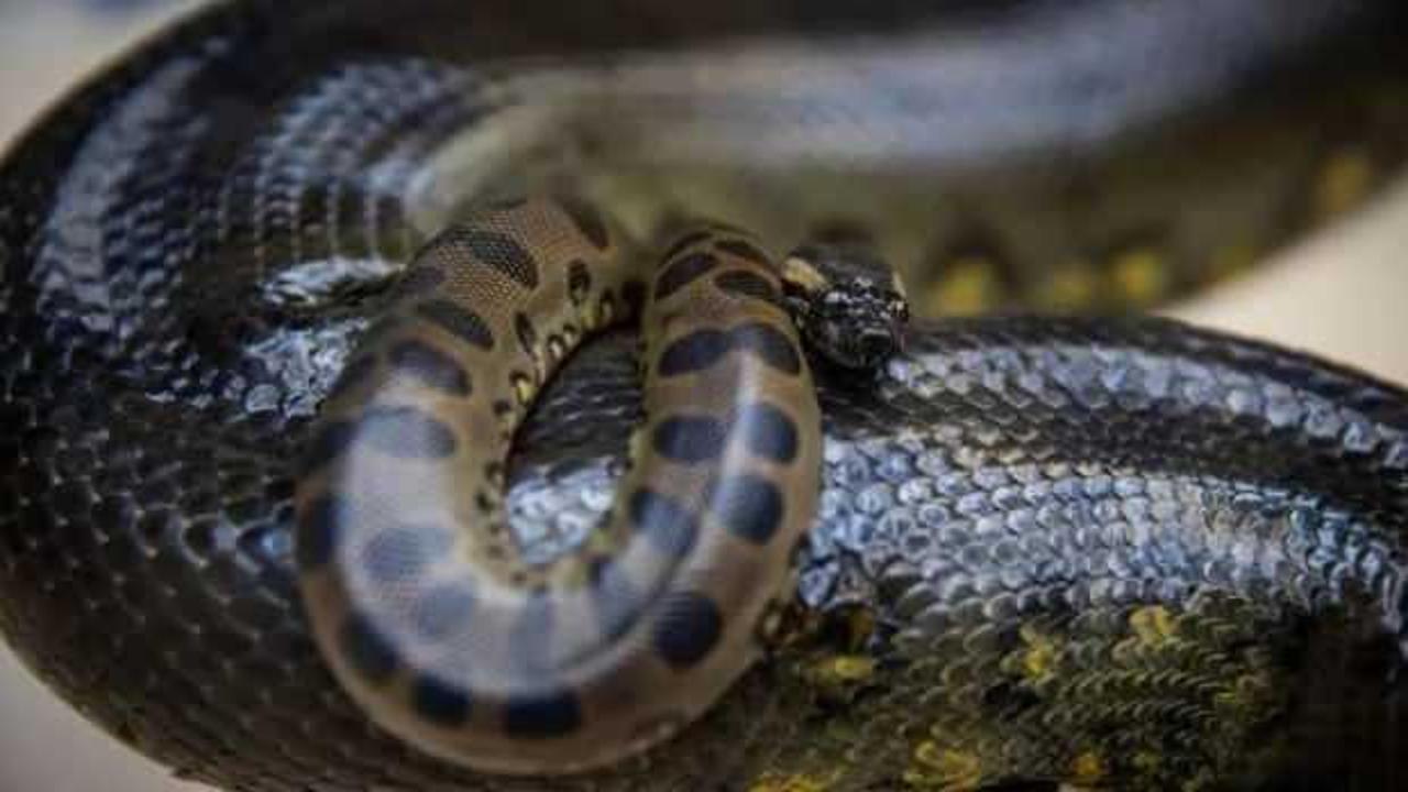 Tayland'da acil yardım hattına her 15 dakikada bir "Evimde yılan var" çağrısı yapılıyor