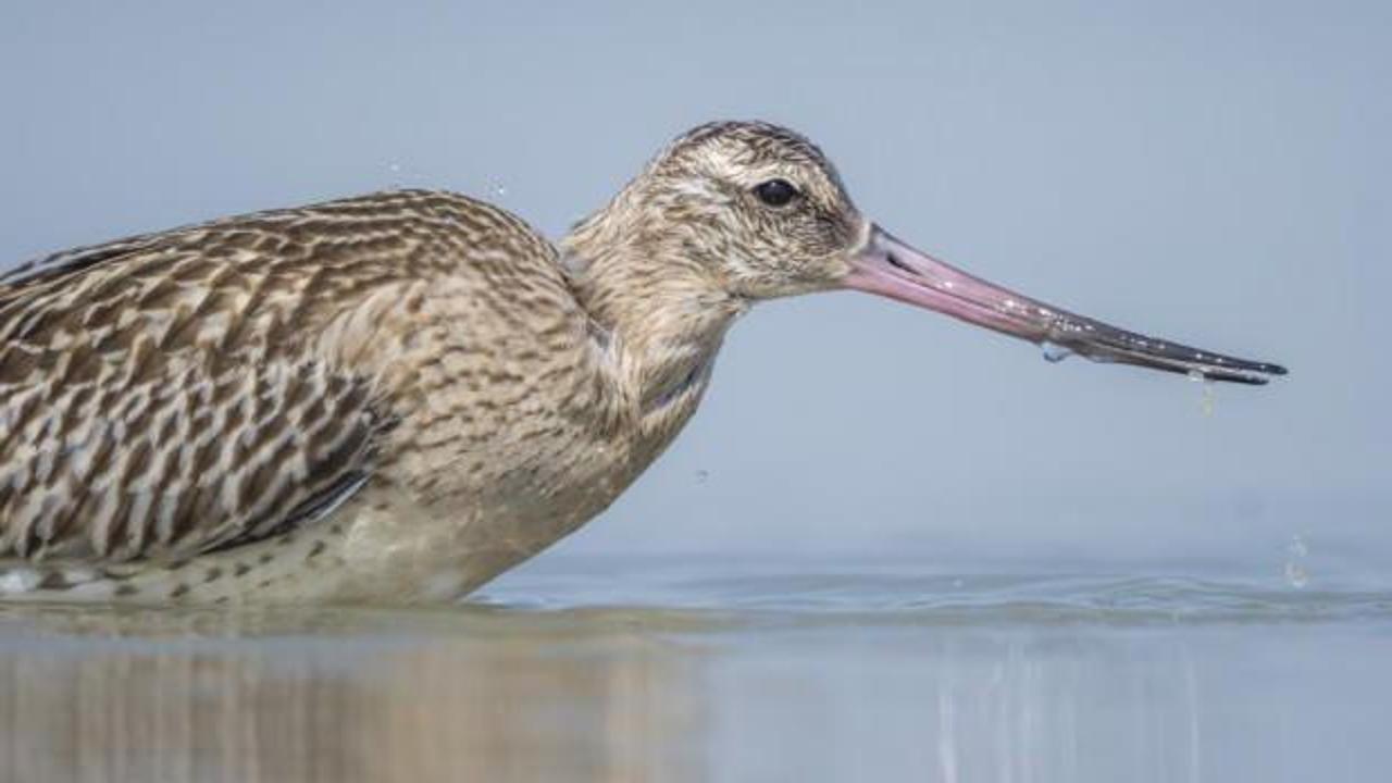 Mersin'de g&ouml;r&uuml;nt&uuml;lendi! Tek seferde 12 bin kilometre yol gidiyor