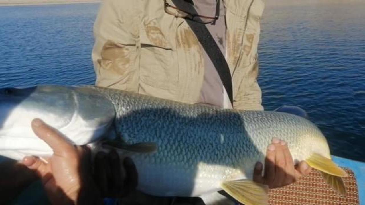 Yarım saat m&uuml;cadele etti, dev turnayı olta ile tuttu