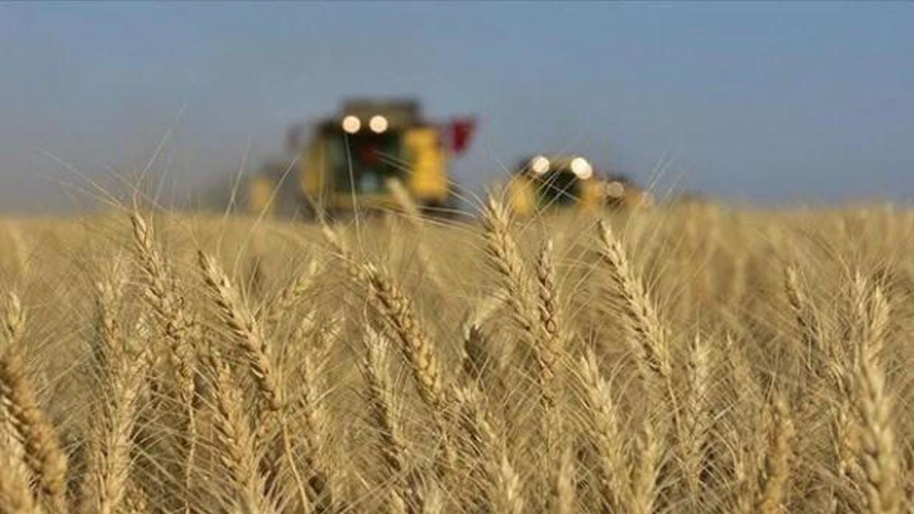 Buğday fiyatları üç ayın zirvesini gördü