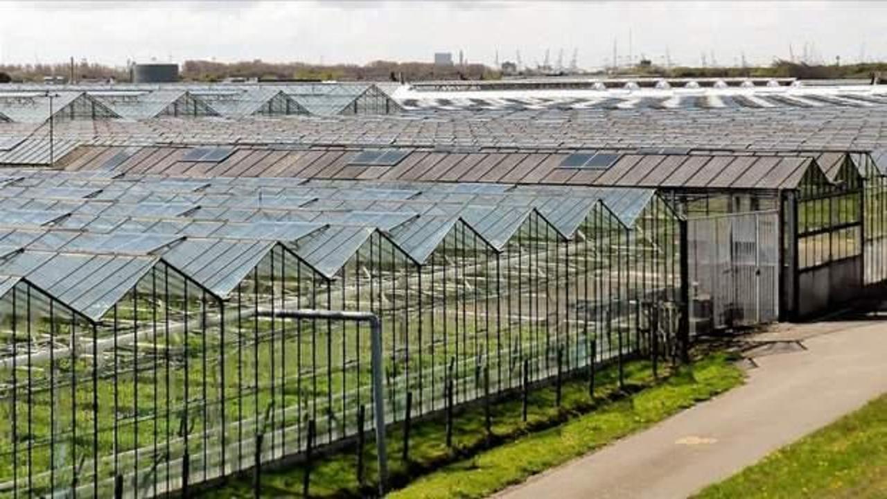 Enerji krizi Hollanda'yı vurdu! Firmaların yüzde 8'i iflas edecek