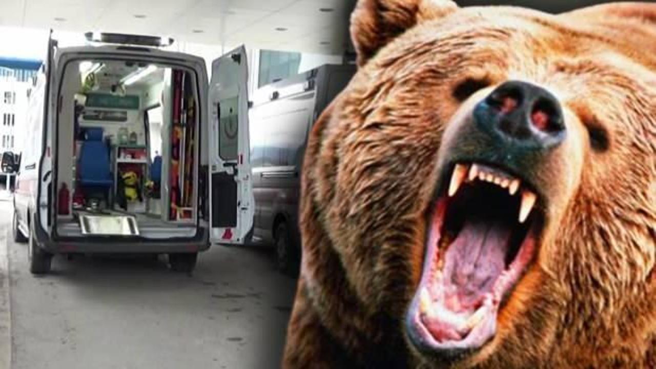 Kestane toplamak istedi, feci şekilde ayı saldırısına uğradı