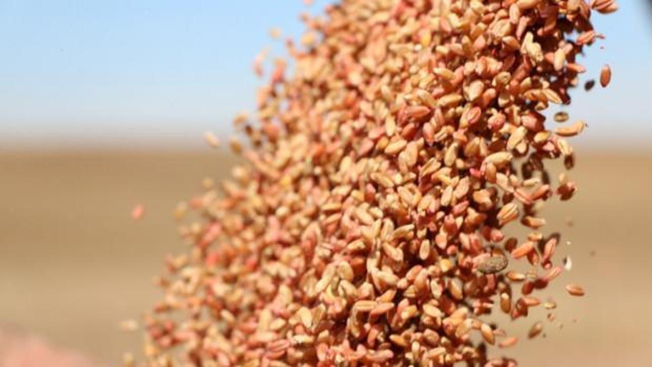 "Reis" buğdayında 4 bin ton tohumluk mahsul beklentisiyle ekime başlandı