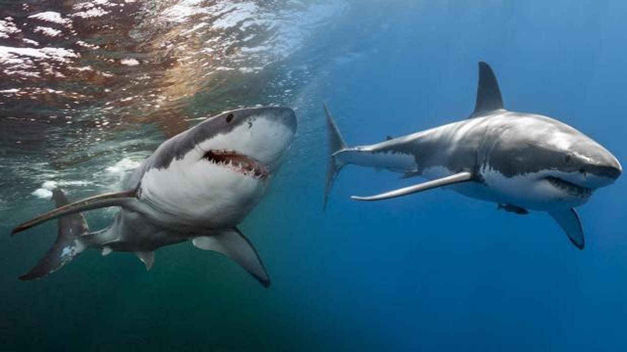 Rüyada köpek balığı görmek neye işaret eder? Rüyada denizde köpek balığı görmek hayırlı mıdır?
