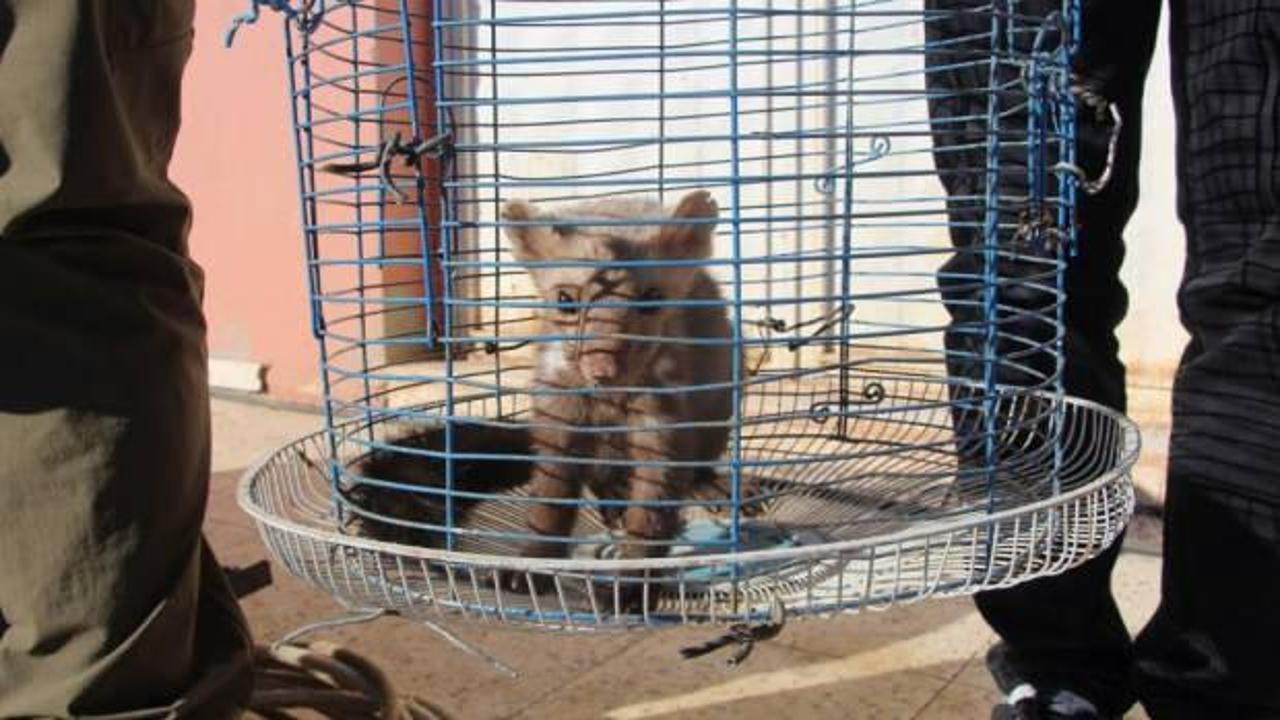 Tavuklarını telef eden gelinciği &ouml;d&uuml;llendirdi