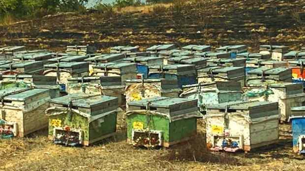 Antalya&rsquo;da acı olay: Arı kovanları alev alev yandı  