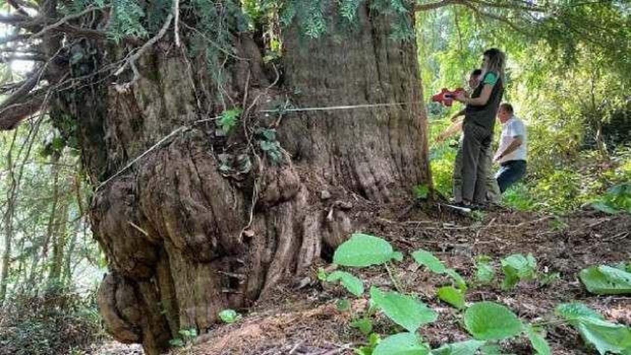 Artvin'de 1400 yıllık porsuk ağacı tescillenecek