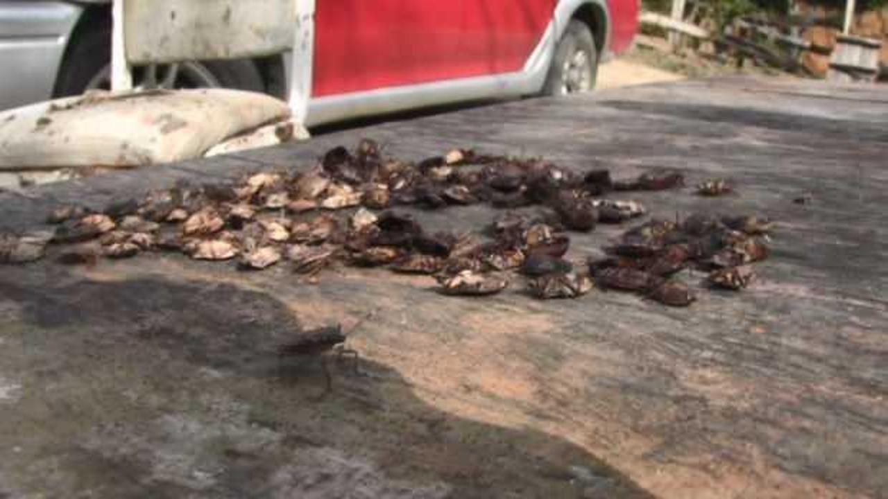 Artvin'de kokarca b&ouml;ceği k&ouml;yl&uuml;lerin kabusu oldu