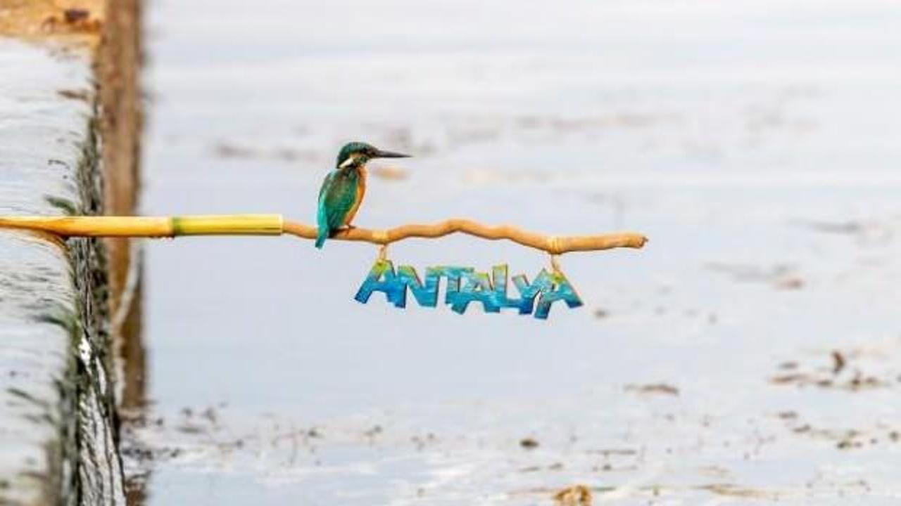 Bu fotoğrafı yakalayabilmek i&ccedil;in 7 ay bekledi