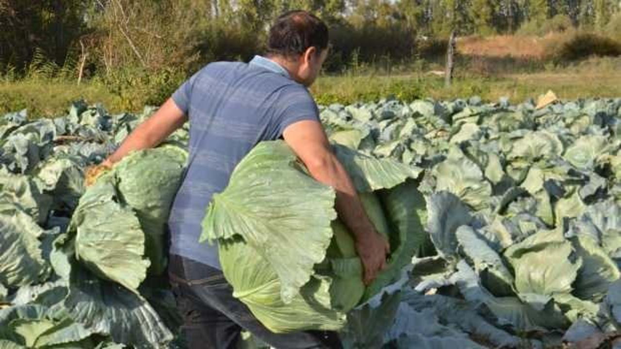 Dev lahanaların hasadı başladı: Tanesi 50 kilo