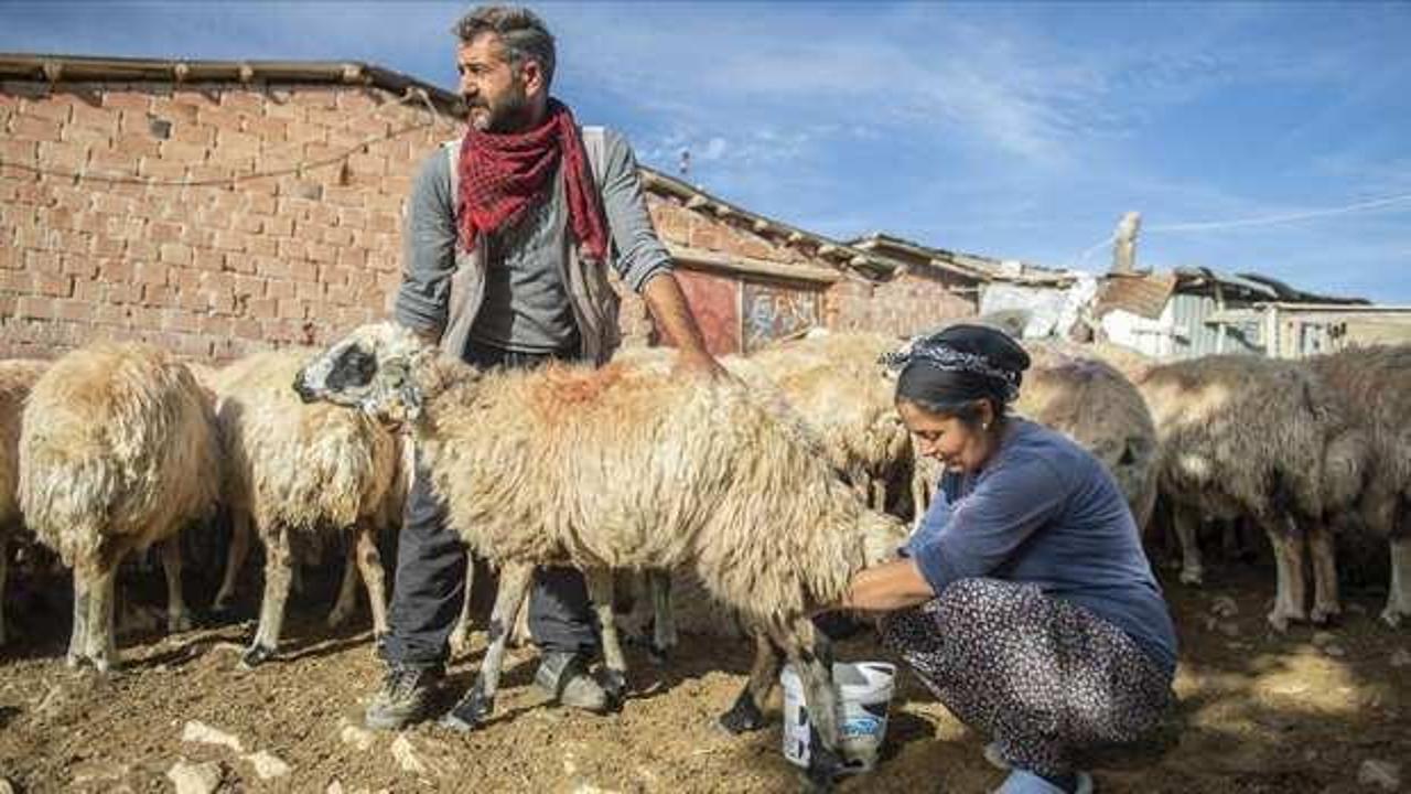 Göçer kadınlar devlet desteğiyle koyun sayısını artırdı