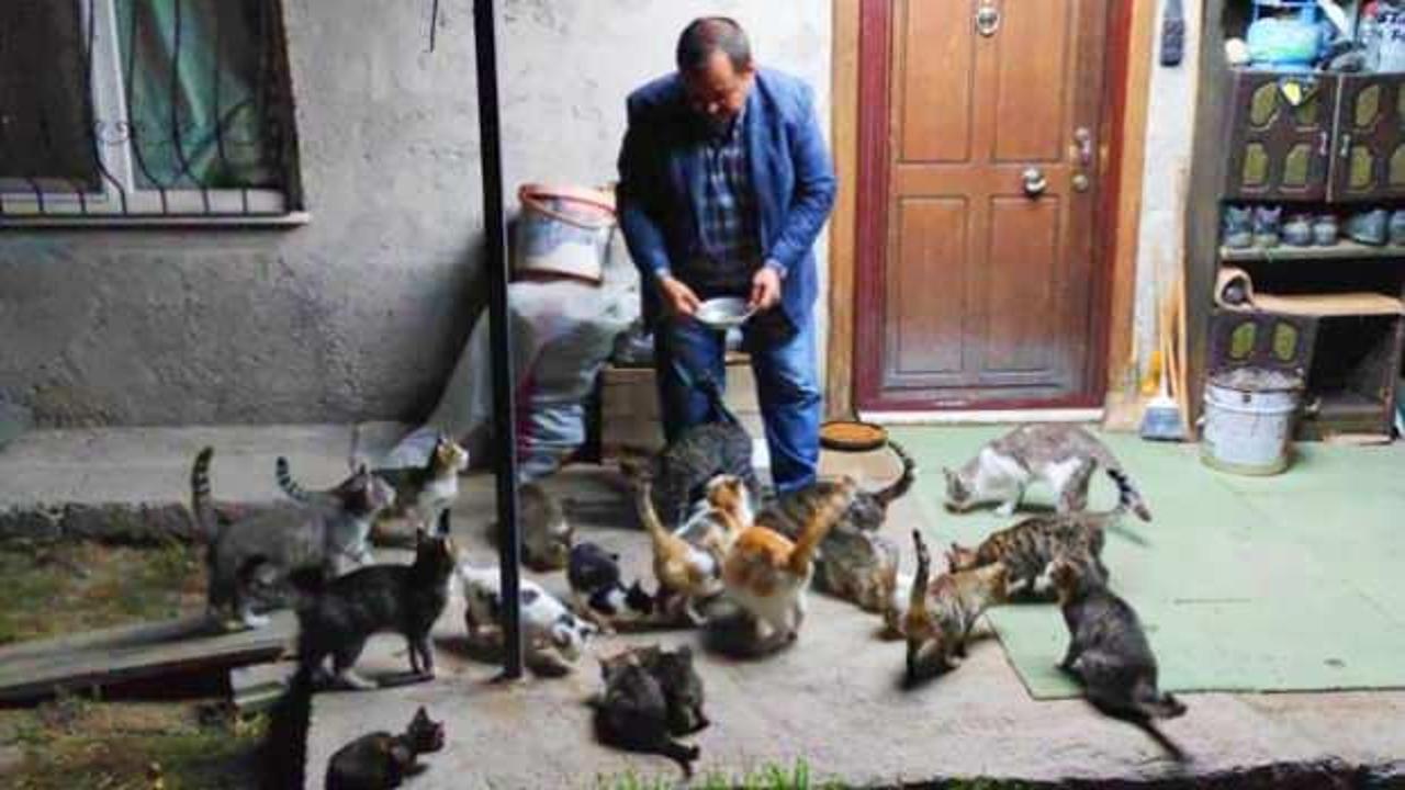 Kedilerin Babası lakaplı Cemal amca, kendi imkanlarıyla 80 tane kedi besliyor