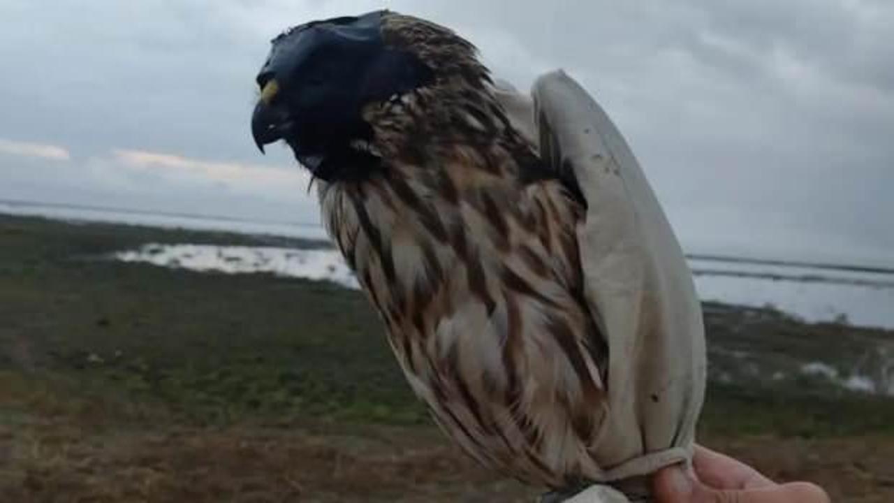 Konya'da şahin avladılar, bedeli ağır oldu