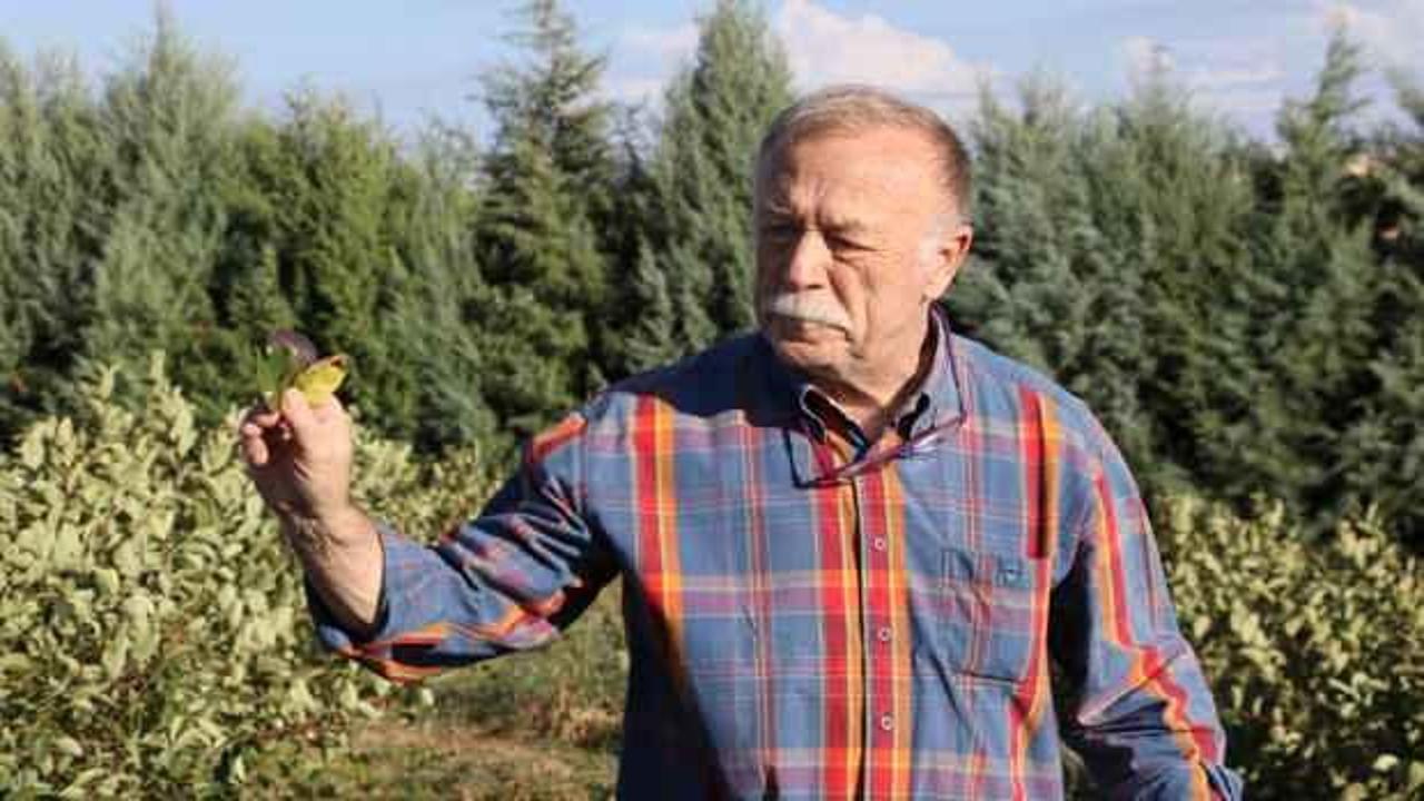 Saksıda &uuml;retmeye başladı, 16 dekara &ccedil;ıkardı