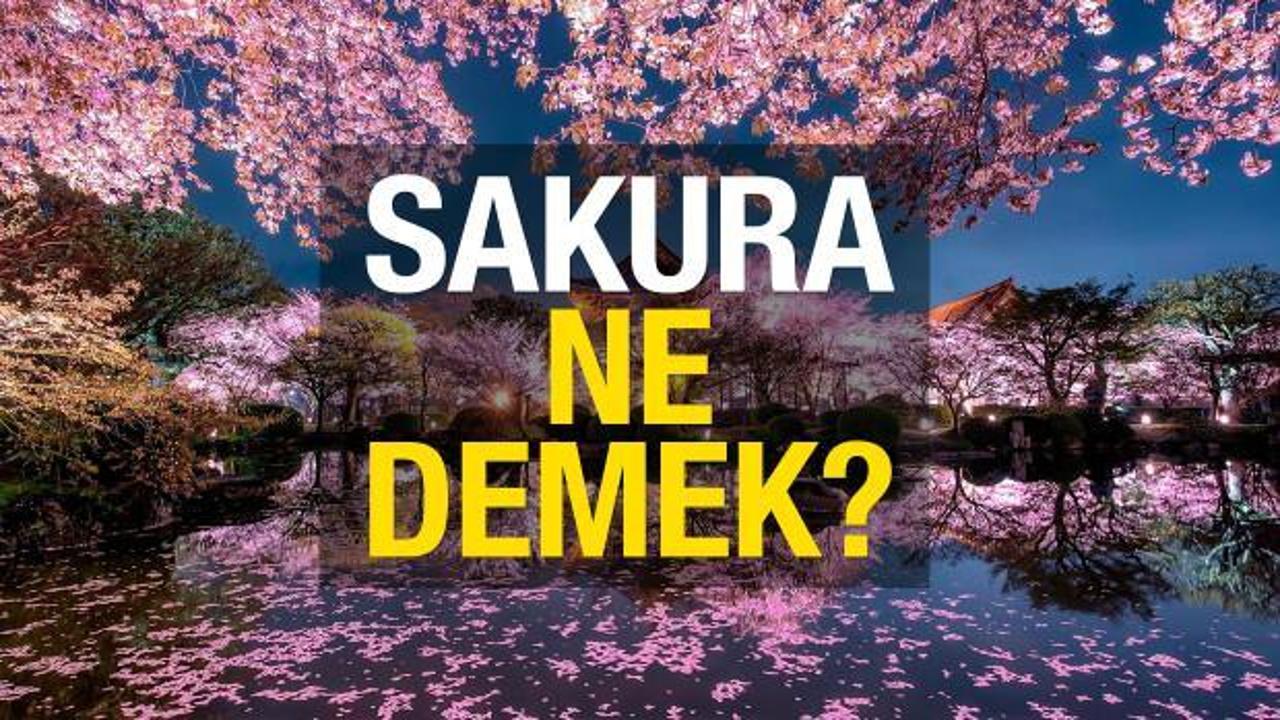 Sakura ne demek? Sakura ağacı hikayesi...