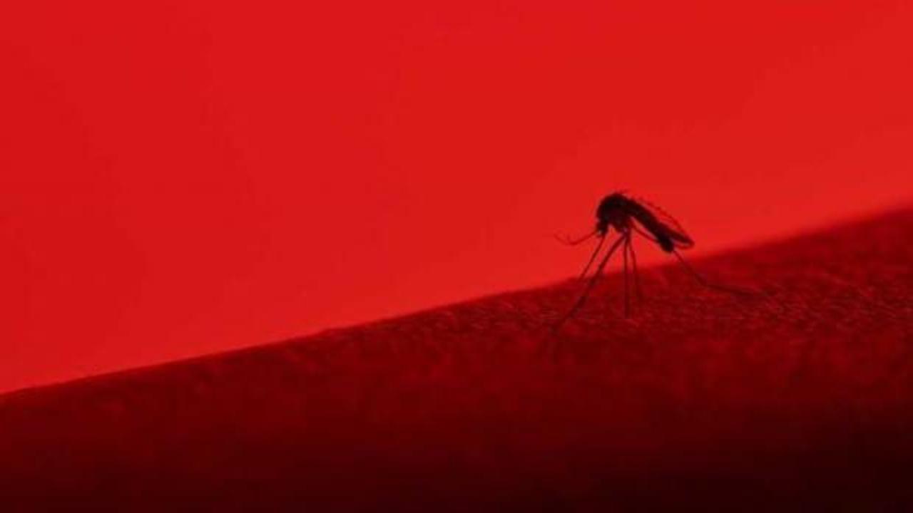 'Sivrisinek mıknatısı' olabilirsiniz! Bu insanlar daha fazla ısırılıyor