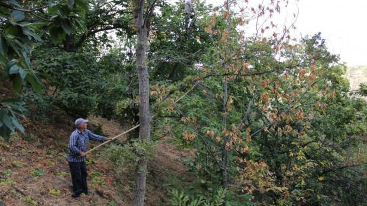 Aydın'da 'dal kanseri' üreticilerin korkulu rüyası oldu