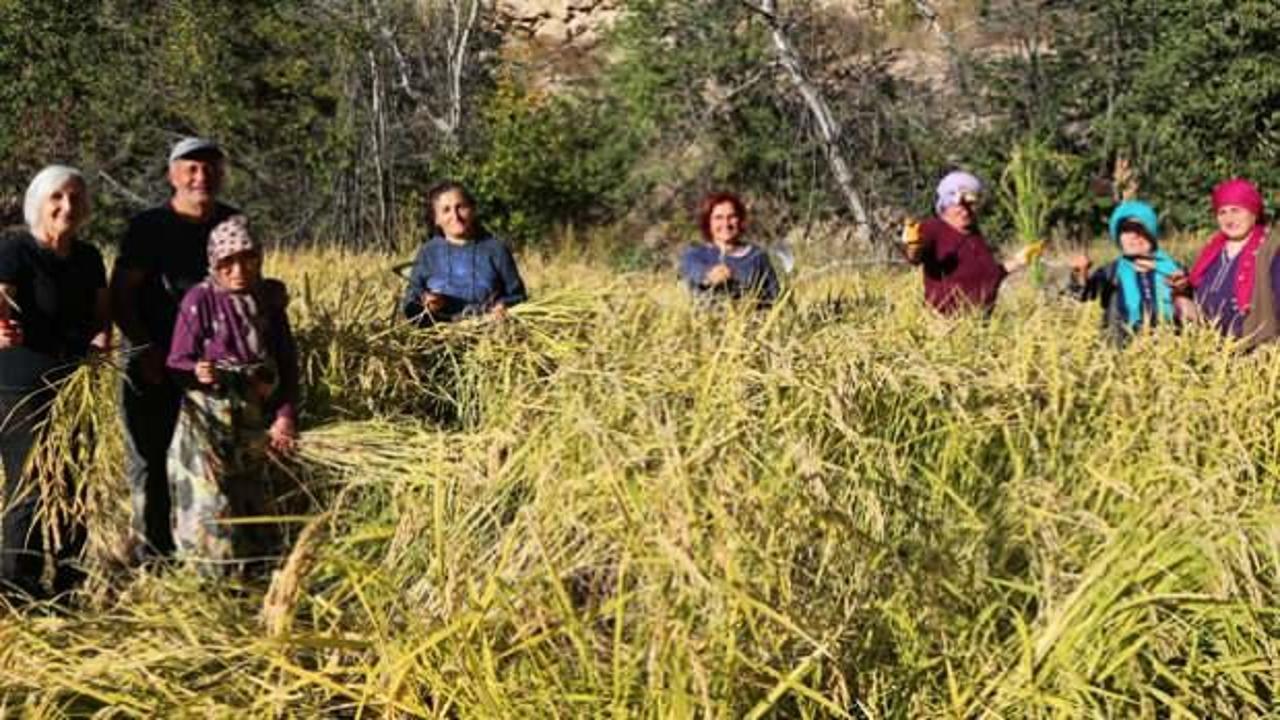 Artvin&rsquo;de 20 yıl sonra bir ilk! Kadın &ccedil;ift&ccedil;iler ata tohumunu toprakla buluşturdu