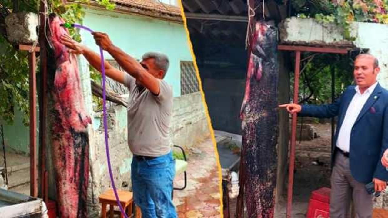 Baraja balık avlamaya gitti, ağına devasa balık takıldı! G&ouml;ren vatandaşlar şaştı kaldı